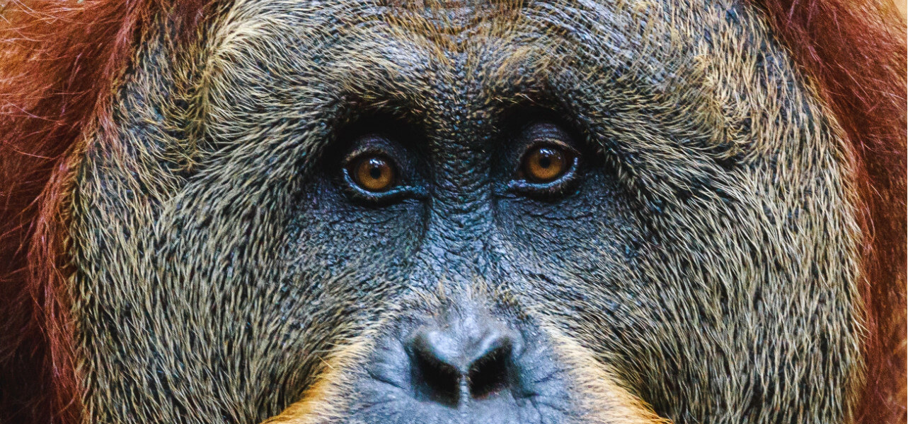The Global Lives of the Orangutan