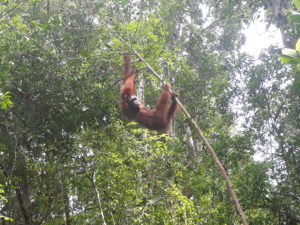 Orangutan hanging from tree